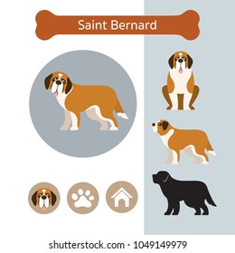Saint Bernard Dog Breed Infographic, Illustration, Front and Side View, Icon