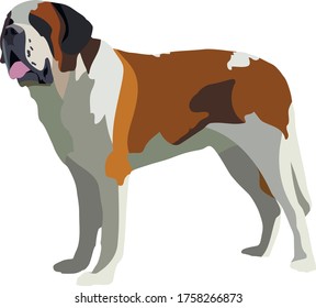 Saint Bernard dog breed isolated on white background vector