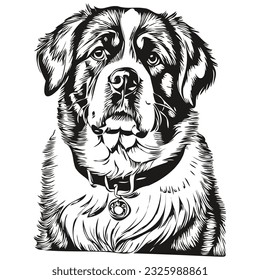 Dibujo de línea de raza de perro de San Bernardo, dibujo de la mano de los animales de dibujos vectores en blanco y negro