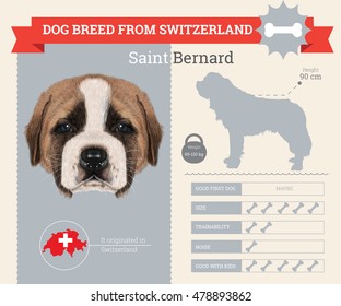 Saint Bernard dog breed vector info graphics. This dog breed from Switzerland