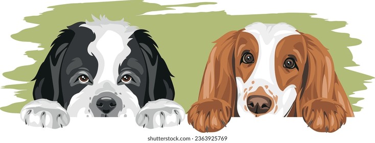 Saint Bernard dog and Cocker Spaniel are best friends. Vector