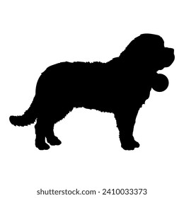 Saint Bernard Dog on the move. Dog in different poses. jumps runs. The dog is sitting. The dog is lying down playing