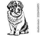 Saint Bernard dog outline pencil drawing artwork, black character on white background realistic breed pet