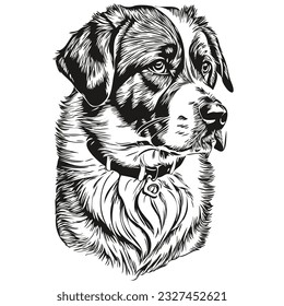 Camiseta de perro de San Bernardo imprimir en blanco y negro, lindo delineo gracioso dibujo vector raza realista mascota