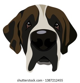 Saint Bernard illustration vector on white background