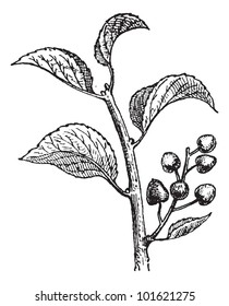 Saint Lucie Cherry or Prunus mahaleb, vintage engraved illustration. Dictionary of Words and Things - Larive and Fleury - 1895