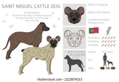 Saint Miguel Cattle dog clipart. All coat colors set.  All dog breeds characteristics infographic. Vector illustration