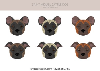 Saint Miguel Cattle dog clipart. All coat colors set.  All dog breeds characteristics infographic. Vector illustration