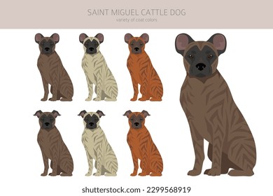 Saint Miguel Cattle dog clipart. All coat colors set.  All dog breeds characteristics infographic. Vector illustration