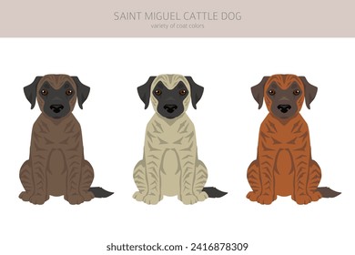 Saint Miguel Cattle dog puppies clipart. All coat colors set.  All dog breeds characteristics infographic. Vector illustration