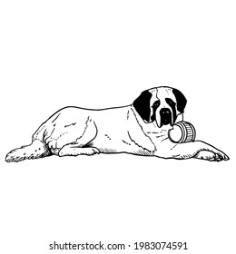 Ilustración de dibujo de mano vectorial de Saint-Bernard en color negro aislado en fondo blanco