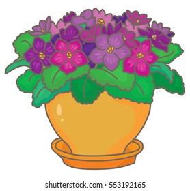 Saintpaulia. African violets
