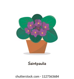 Saintpaulia - flat style illustration. Vector design.