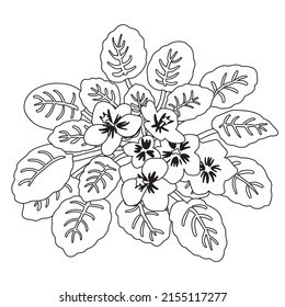 Saintpaulia On White Background. Potted African Violet. Hand Drawn Line Art Flower. Vector