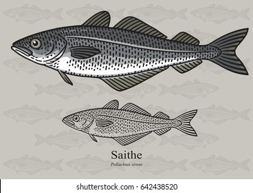 Saithe, Coalfish, Pollock. Ilustración vectorial con detalles refinados y trazo optimizado que permite utilizar la imagen en tamaños pequeños (en diseño de envases, decoración, gráficos educativos, etc.)