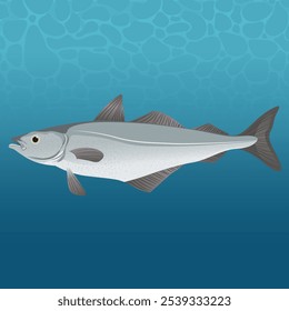 The Saithe Fish Vector Image