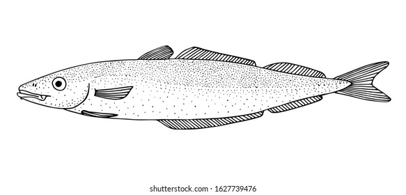 Saithe (Pollachius virens). Atlantic ocean fish. Black and white hand drawn vector illustration.