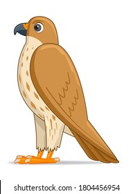 Saker Falcon Bird On A White Background. Cartoon Style Vector Illustration