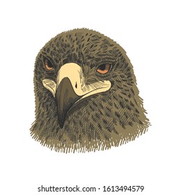 The saker falcon Falco cherrug, eagle colorful vector illustration. Hand drawn sketch drawing. Bird for falconry, wildlife animal, falcon head portrait.