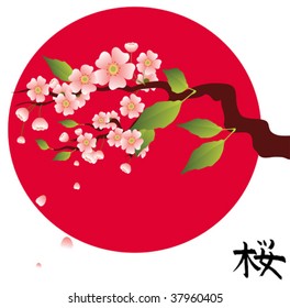 Sakura