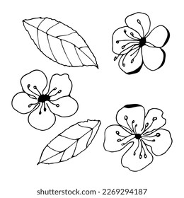 Sakura, apple or cherry blossoms with leaves in doodle style on isolated white background.