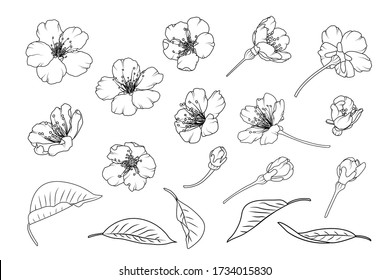 Sakura asian chinese japanese cherry tree flowers. Isolated elements. Spring bloom blossom, buds, branch, leaves. Botanical line design vector illustration. Black outline on white background.