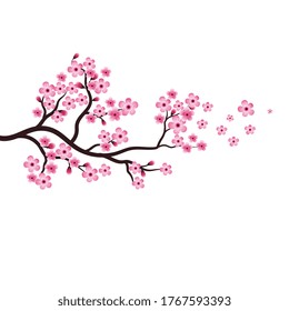 Sakura Beauty flower Vector icon illustration design