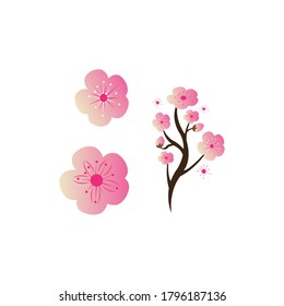 Sakura Beauty flower Vector icon illustration design