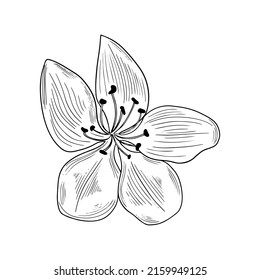 sakura in bloom in black and white for printing, postcards, textiles, office, children's education