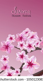 Sakura blooming festival. Sakura branches with pink flowers. An image of an inscription in pink and black letters on a pink background. A picture with a Hanami holiday in Japan.