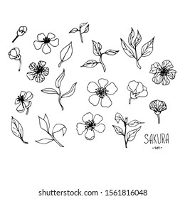 Sakura blooming set. Cute hand drawn traditional japanese or chinese spring flowers in ink style. Doodle cherry plant stock vector illustration art design element for web, for print