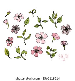 Sakura blooming set. Cute hand drawn traditional japanese or chinese spring flowers in ink style. Doodle cherry plant colorful stock vector illustration art design element for web, for print