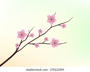 Sakura Blossom