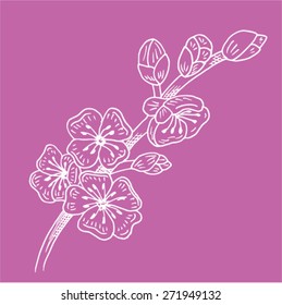 sakura blossom