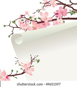 sakura blossom