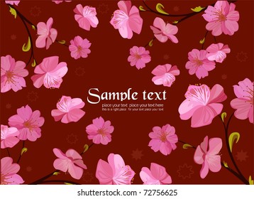 Sakura blossom