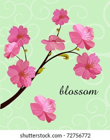 Sakura blossom