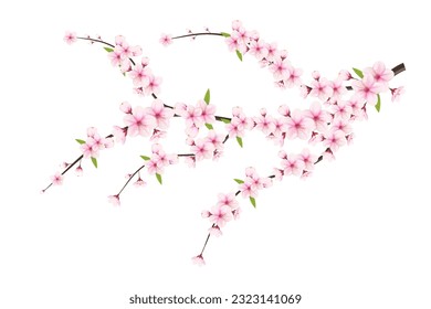 Sakura blossom background, flowers. realistic japanese pink cherry or apricot floral elements. Cherry blossom branch, flower petal illustration