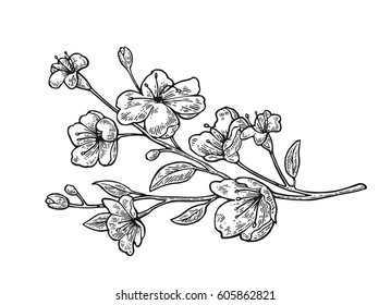 Sakura blossom. Cherry branch with flowers and bud. Vector color vintage engraving illustration. Isolated on white background.