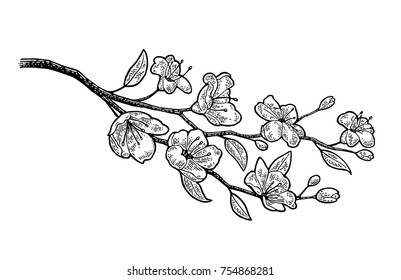 Sakura blossom. Cherry branch with flowers and bud. Vector black vintage engraving illustration. Isolated on white background.