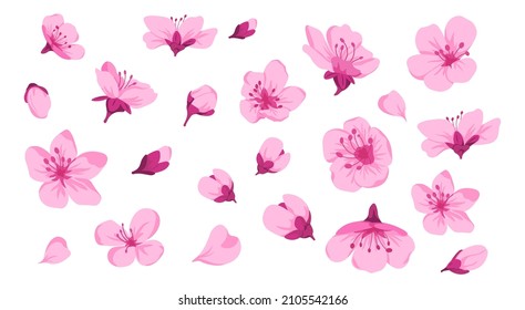 Sakura blossom and flora, isolated flowers and leaves with tender petals. Seamless pattern or print, wallpaper or wrapping. Japanese botany decoration, zen garden with cherry. Vector in flat style