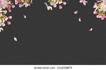 Sakura Blossom and flying petals on spring background. Japanese flower banner. Decorative black background and pink flowers on a tree branch.