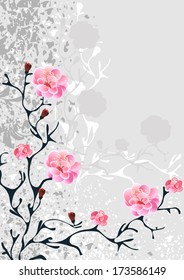 sakura blossom, grey background