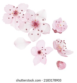 Sakura blossom japan flower background3