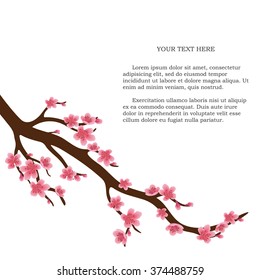 Sakura blossom. Japanese cherry tree isolated on a white background