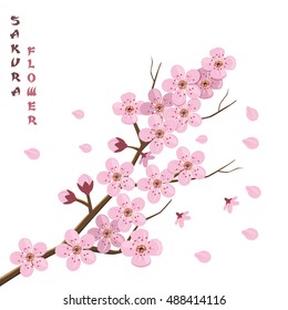 Sakura blossom. Japanese cherry tree.