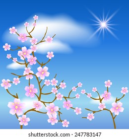 Sakura blossom on the blue sky background