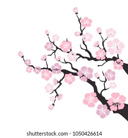 Sakura Blossom On White Background Vector Stock Vector (Royalty Free ...