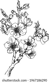 Sakura blossom set for tattoo. Tree branch of almond, apricot, cherry, apple. Japanese botanical vector illustration. Black ink art isolated on white background. Hand drawn realistic sketch bloom