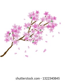Sakura blossom, sping background, vector